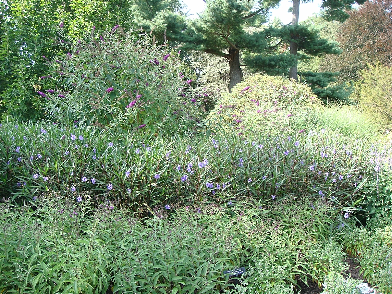 157 Longwood Gardens [2008 August 23].JPG - Longwood Gardens in Pennsylvania